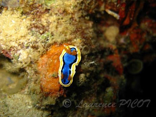Chromodoris annae 1.JPG - Philippines - Les Visayas